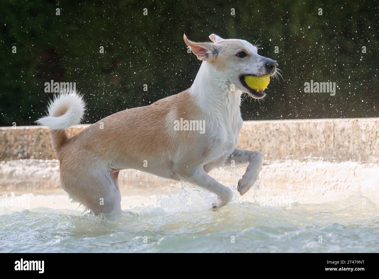 Chien femelle adulte jouant, éclaboussant et courant avec une balle de tennis dans une fontaine Banque D'Images