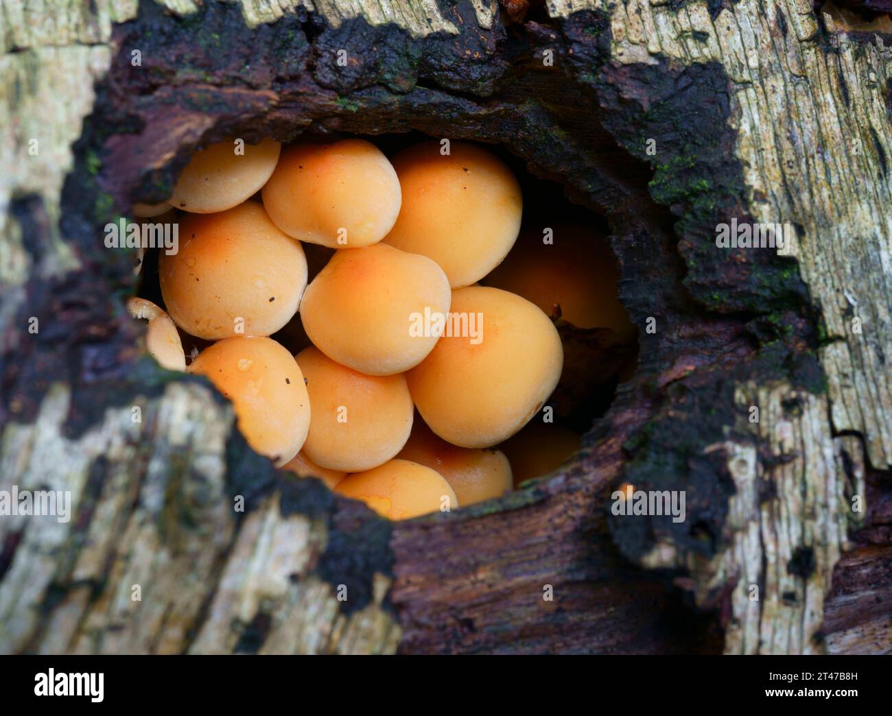 Champignons de touffe de soufre poussant à l'intérieur d'une bûche de bouleau. Banque D'Images