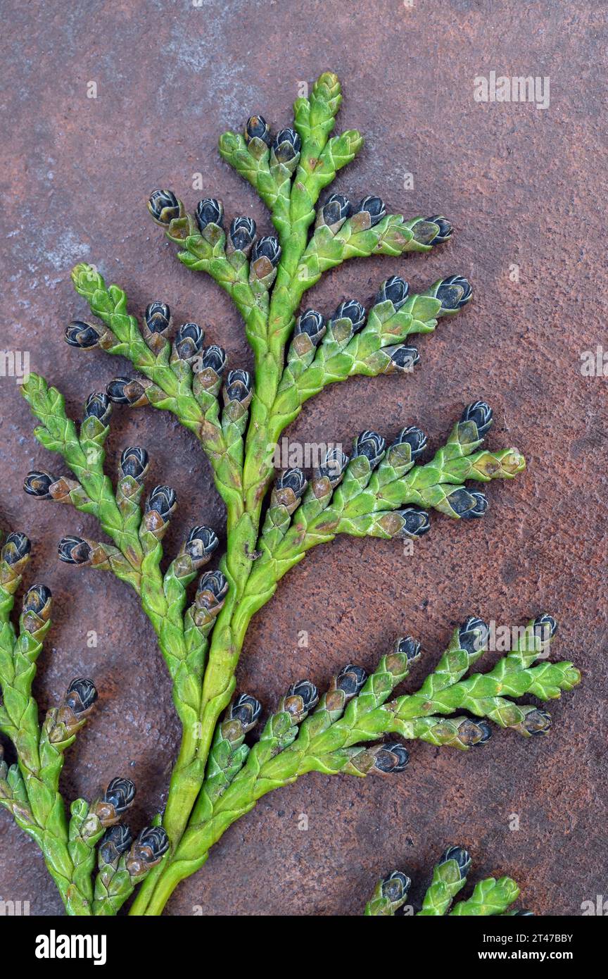 Branche de cyprès lawson ou Chamaecyparis lawsoniana arbre avec des fleurs mâles noires reposant sur du métal terni Banque D'Images