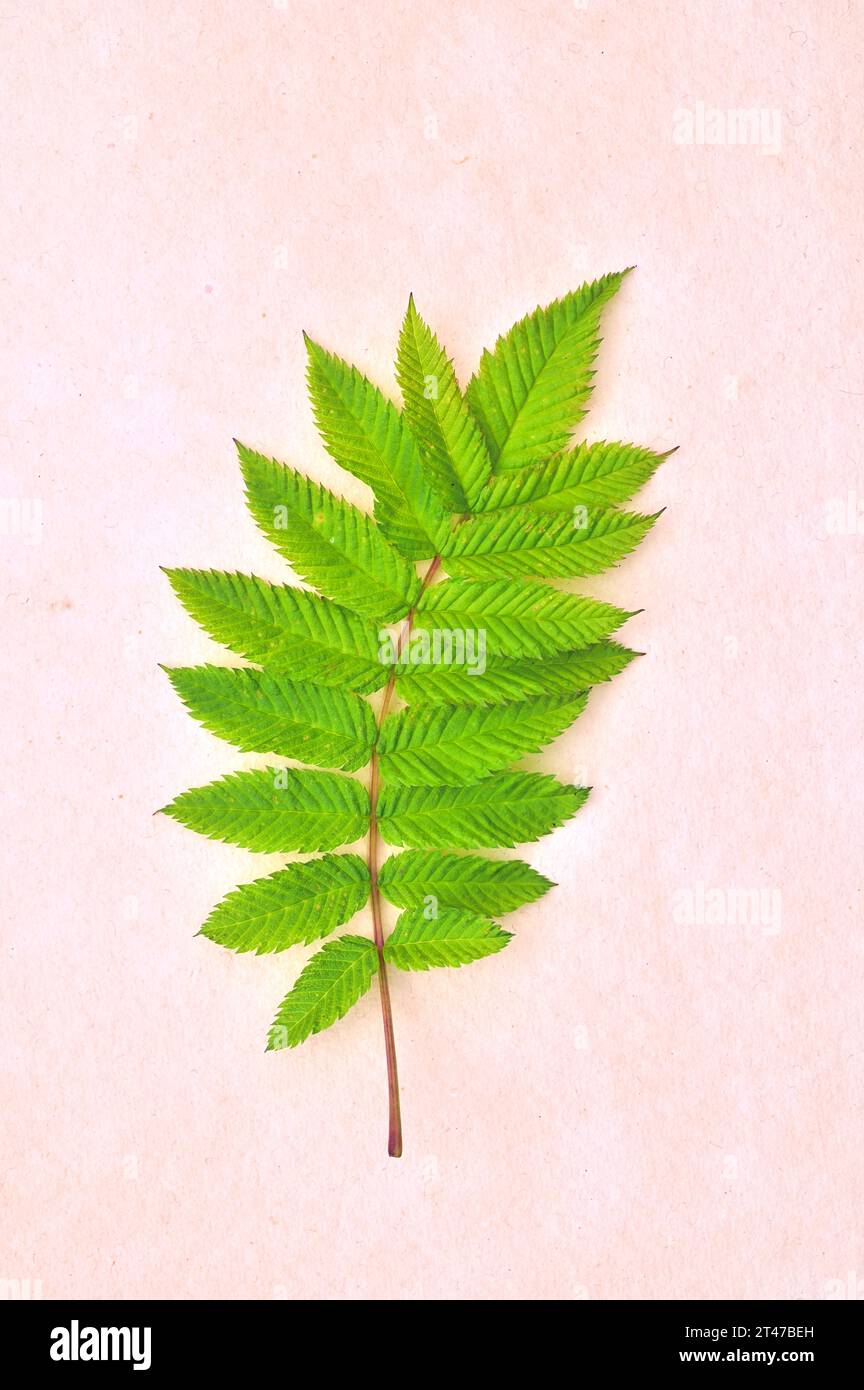 Feuille verte en développement frais de Stags horm sumac ou Rhus typhina arbre couché sur papier vintage rose Banque D'Images