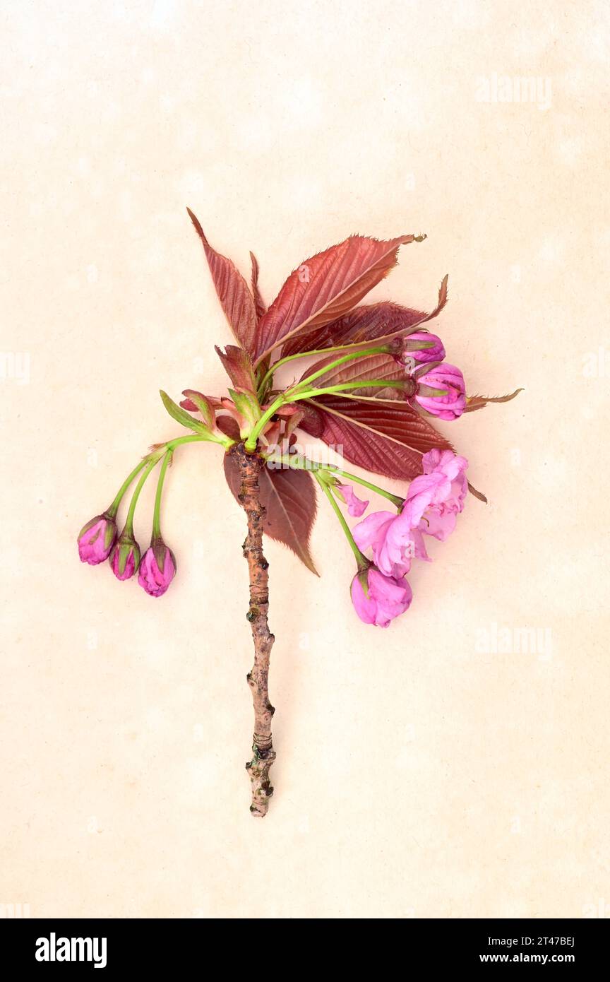 Spray de feuilles rouges en développement et fleur de printemps rose de cerise en fleurs ou Prunus serrulata Kanzan couché sur papier antique Banque D'Images