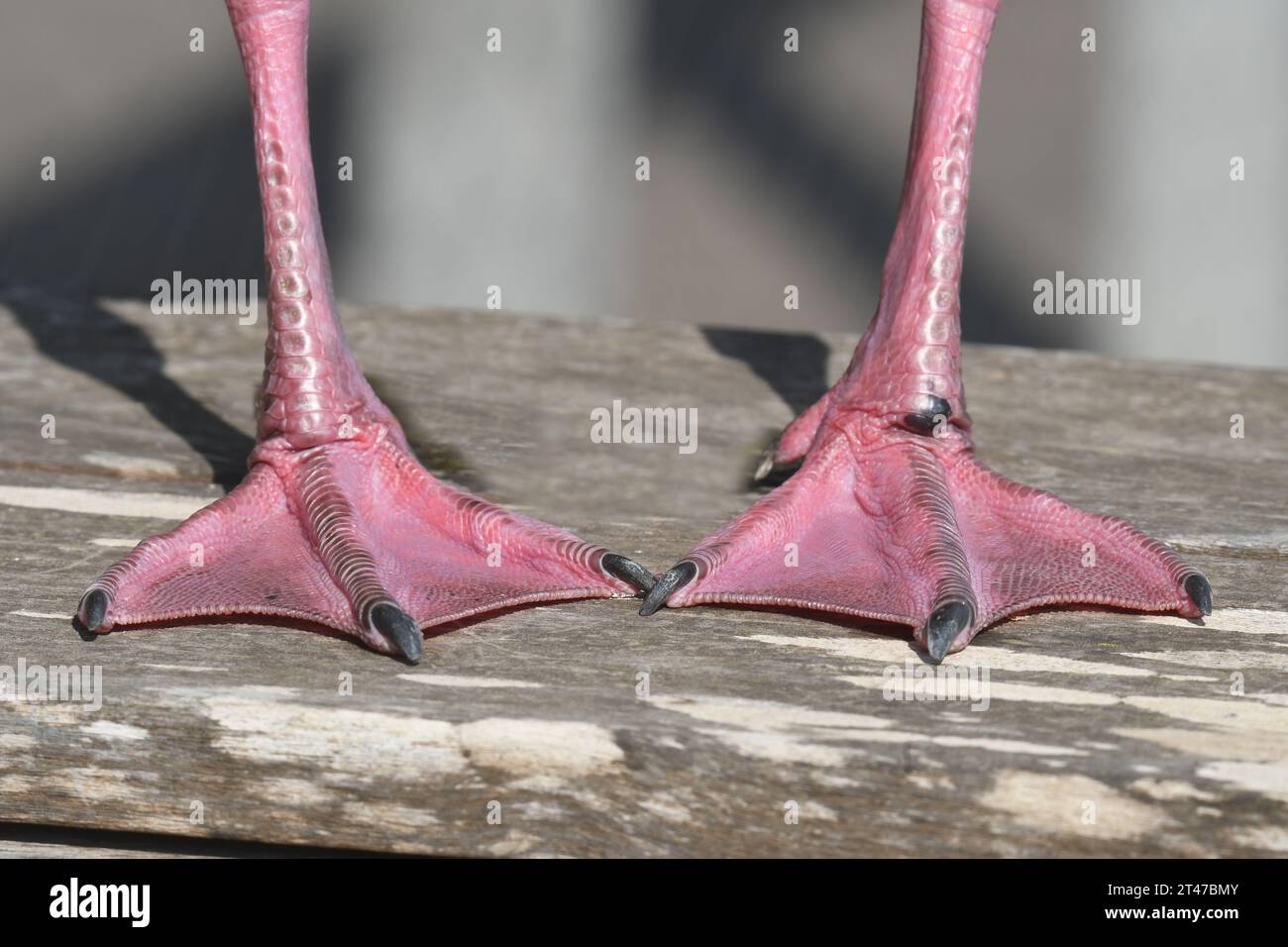 Jambes de mouette, pieds palmés gros plan Banque D'Images