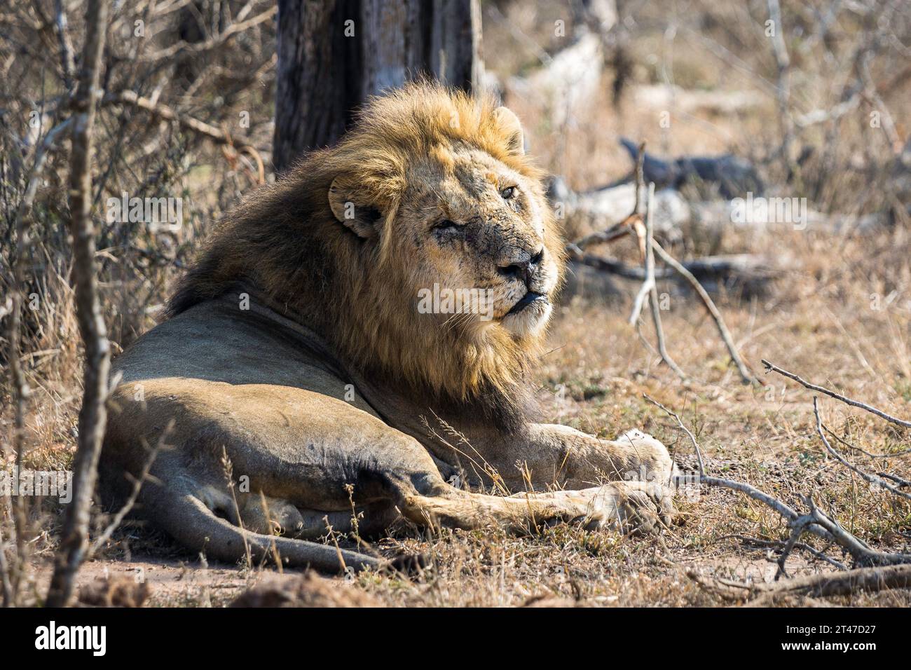 Un lion mâle plus âgé couché tôt le matin regardant vers la caméra avec le visage marqué Banque D'Images