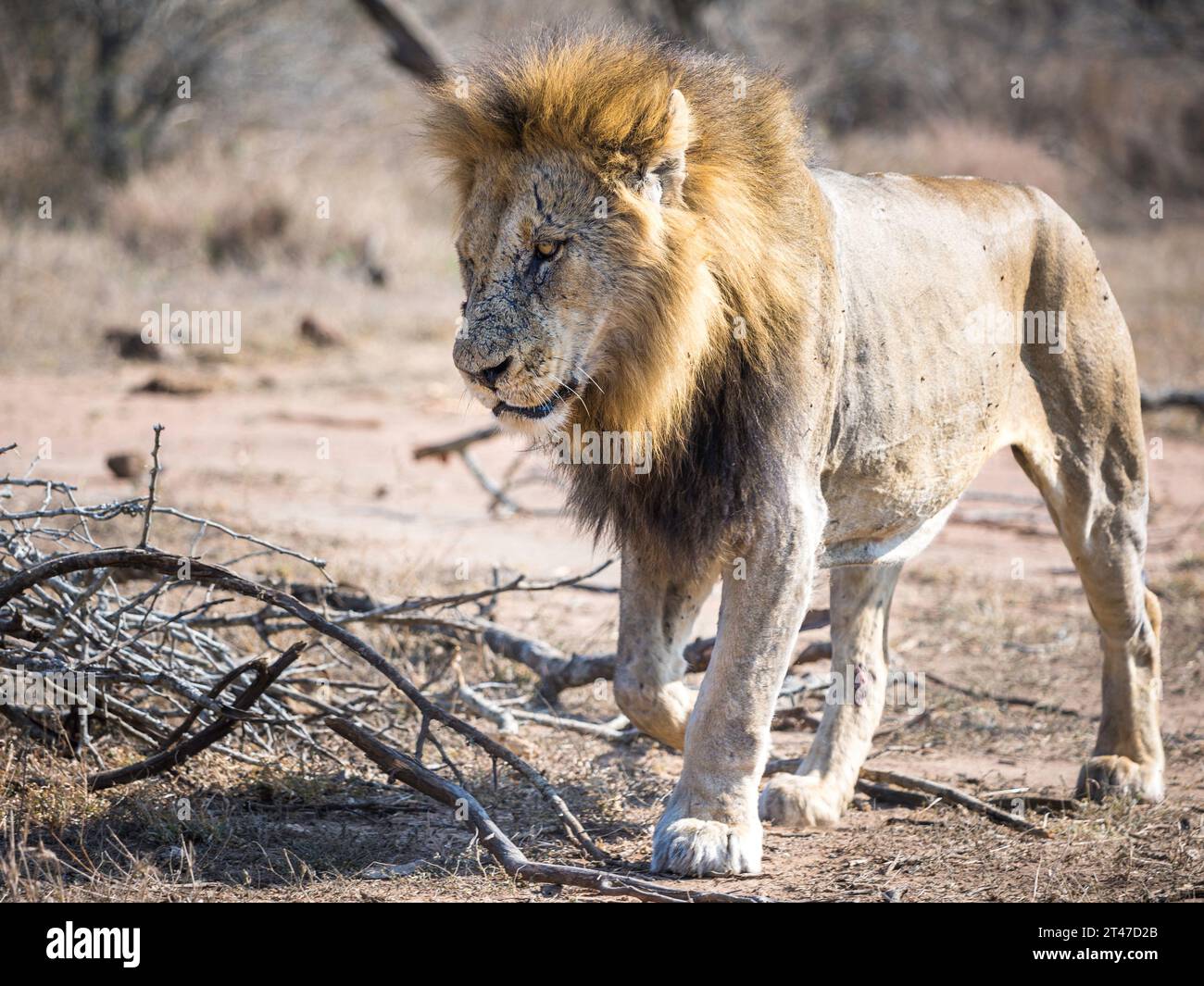 Un lion mâle plus âgé marchant avec le visage marqué dans la lumière du matin Banque D'Images