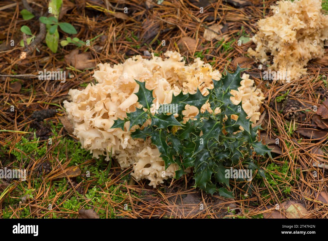 Chou-fleur du bois, champignon du chou-fleur, Sparassis crispa, rosette de champignons comestibles poussant à la base du pin sylvestre à côté du houx Banque D'Images