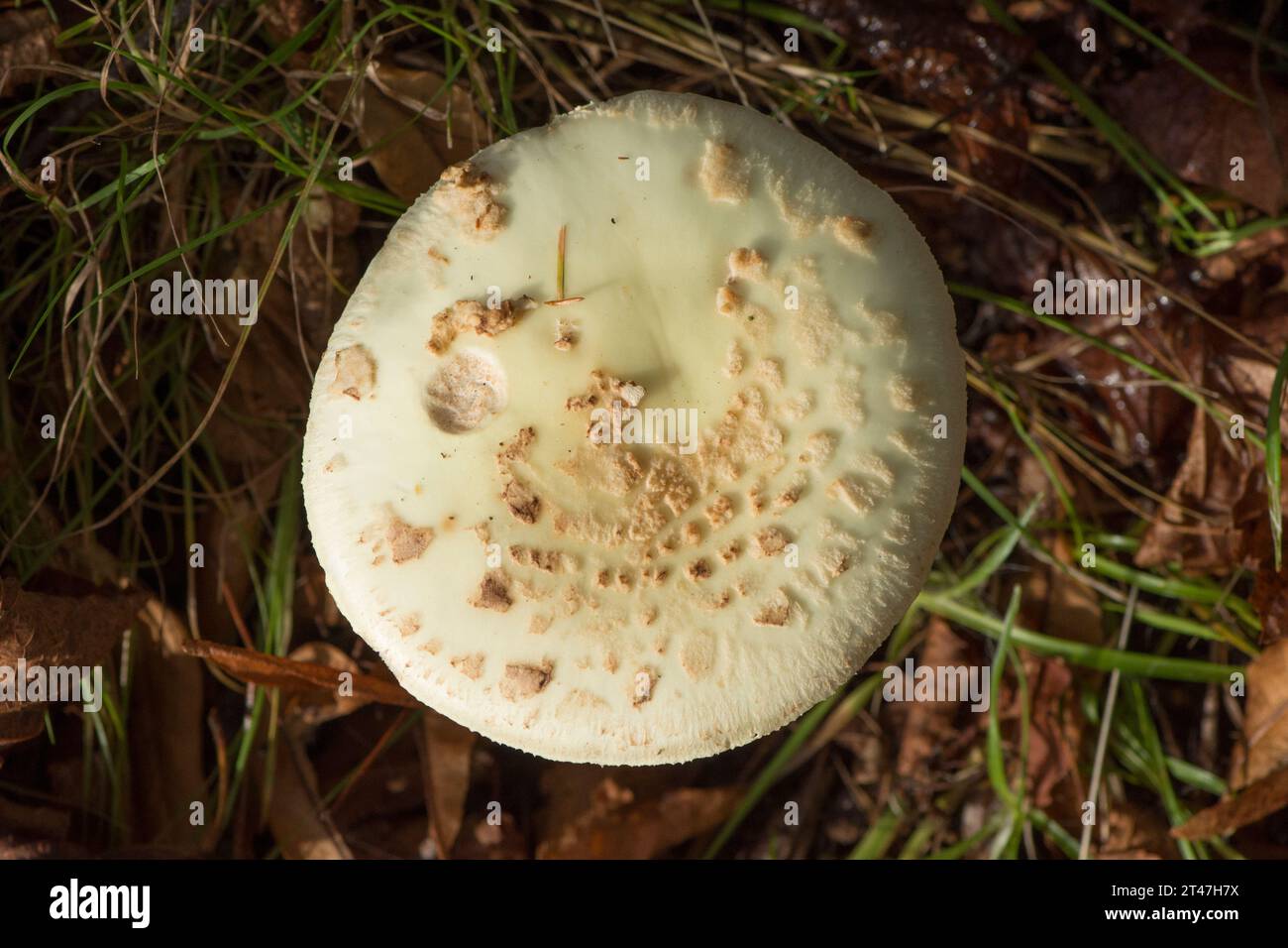 Fausse casquette de mort, Amanita citrina, tabouret blanc Banque D'Images