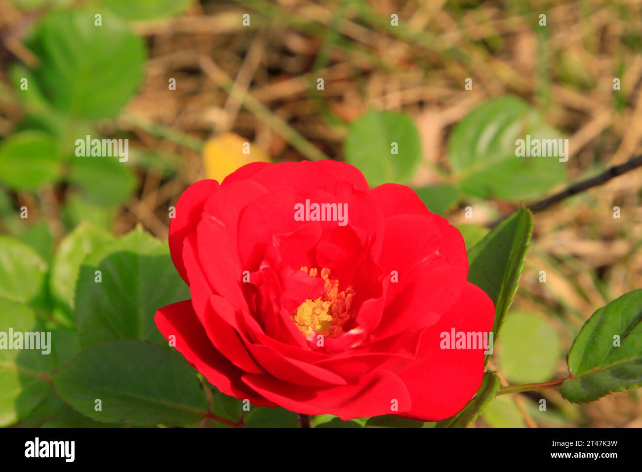 gros plan de fleurs roses, prendre des photos à l'état sauvage naturel Banque D'Images