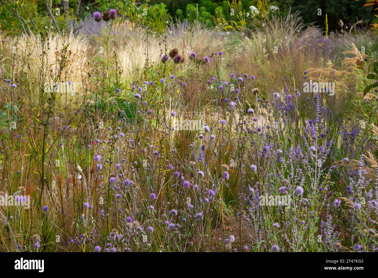 Été dans les jardins de RHS Bridgewater, Worsley, Salford, Angleterre. Banque D'Images