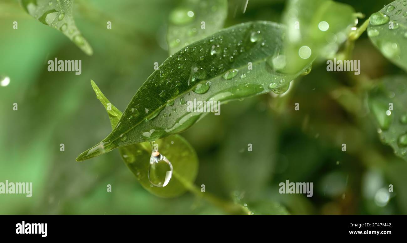 Gros plan des gouttes de pluie. La pluie coule sur les feuilles vertes de la plante. Banque D'Images