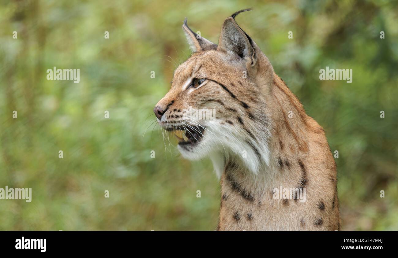Le lynx eurasien (Lynx lynx) dans la forêt. Des quatre espèces de lynx, le lynx eurasien est le plus grand. Il est originaire de l'Europe, ASI centrale Banque D'Images