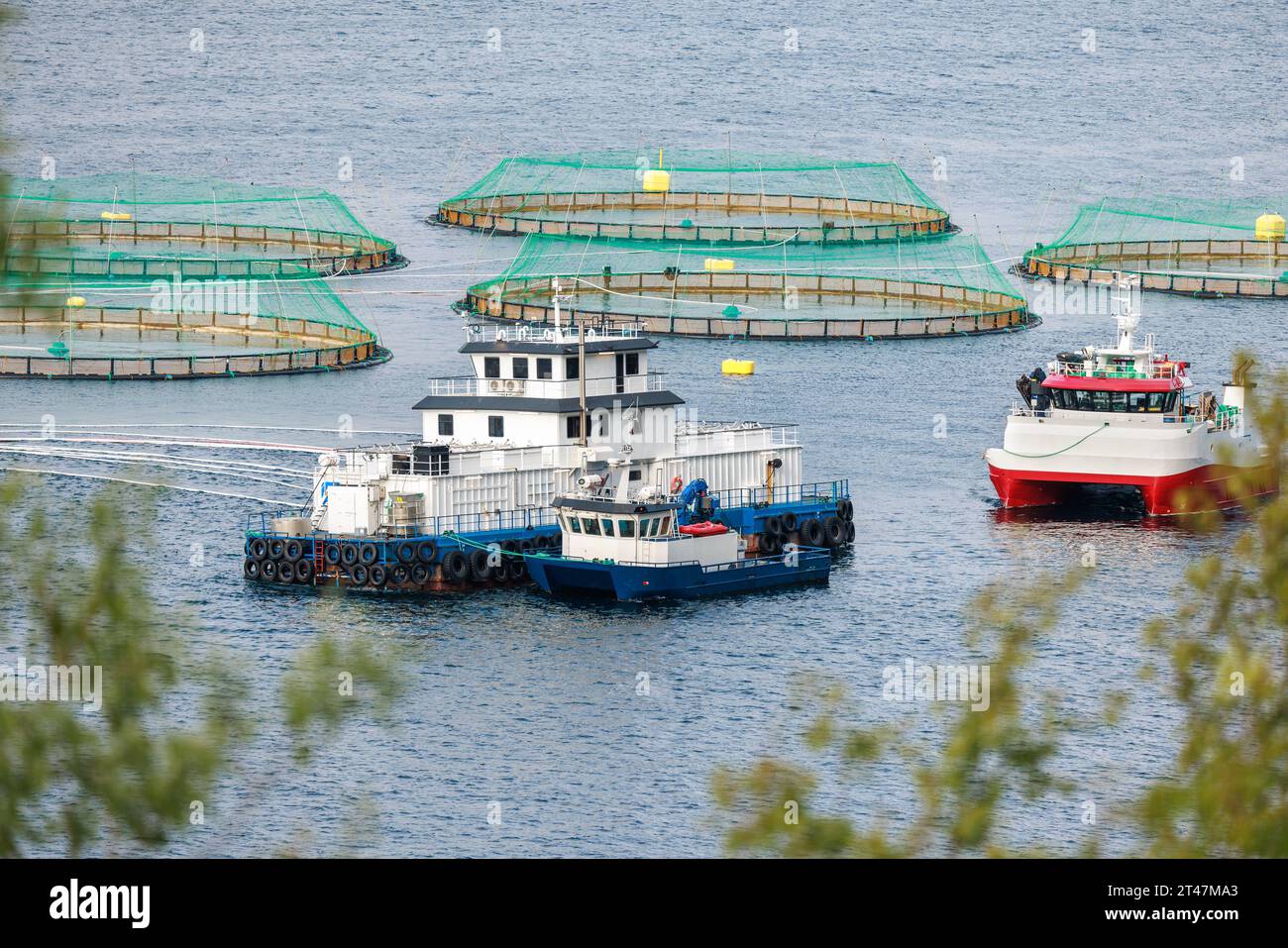 La pêche du saumon d'élevage en Norvège. La Norvège est le plus gros producteur de saumon d'élevage dans le monde, avec plus d'un million de tonnes produites chaque année. Banque D'Images