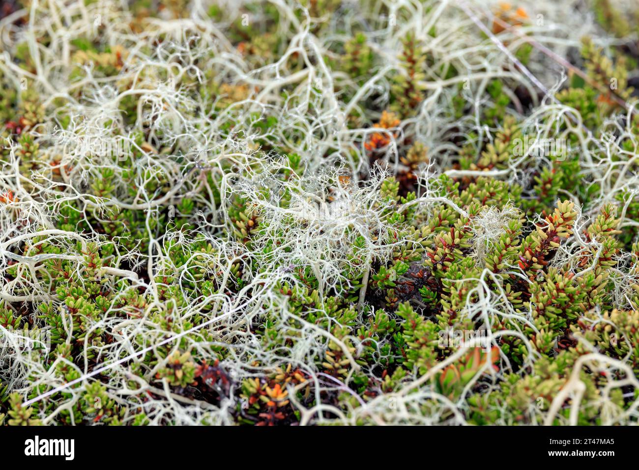 Vue rapprochée de la mousse de lichen de la toundra arctique. Trouvé principalement dans les zones de toundra arctique, toundra alpine, il est extrêmement résistant au froid. Cladonia rangiferina, aussi k Banque D'Images