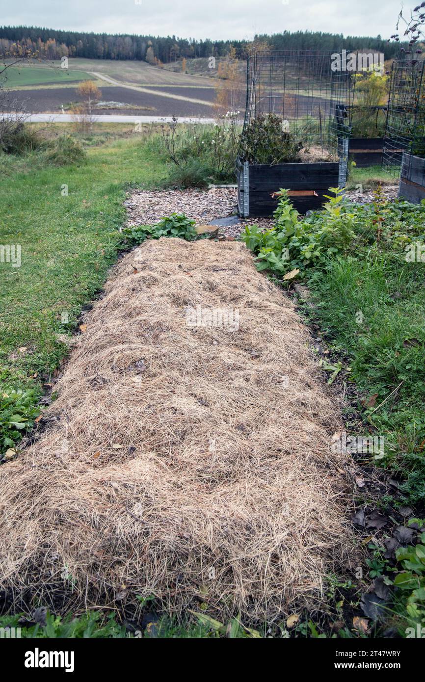 paille blanchie par le soleil altérée utilisée comme suppresseur de mauvaises herbes organique en agriculture Banque D'Images