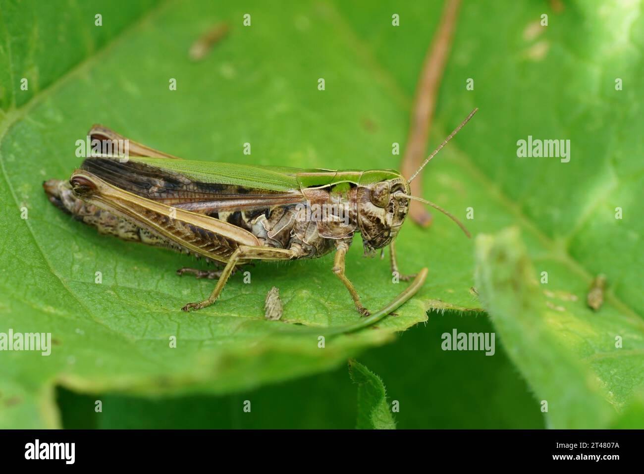 Gros plan détaillé sur un Grasshopper vert commun européen, Omocestus viridulus assis sur une feuille verte Banque D'Images
