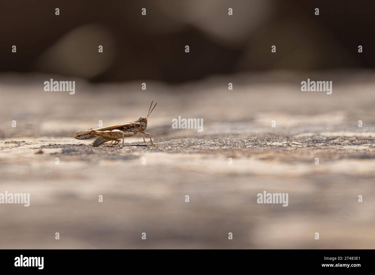 gros plan d'une sauterelle assise sur une pierre de marche dans un site de temple Banque D'Images