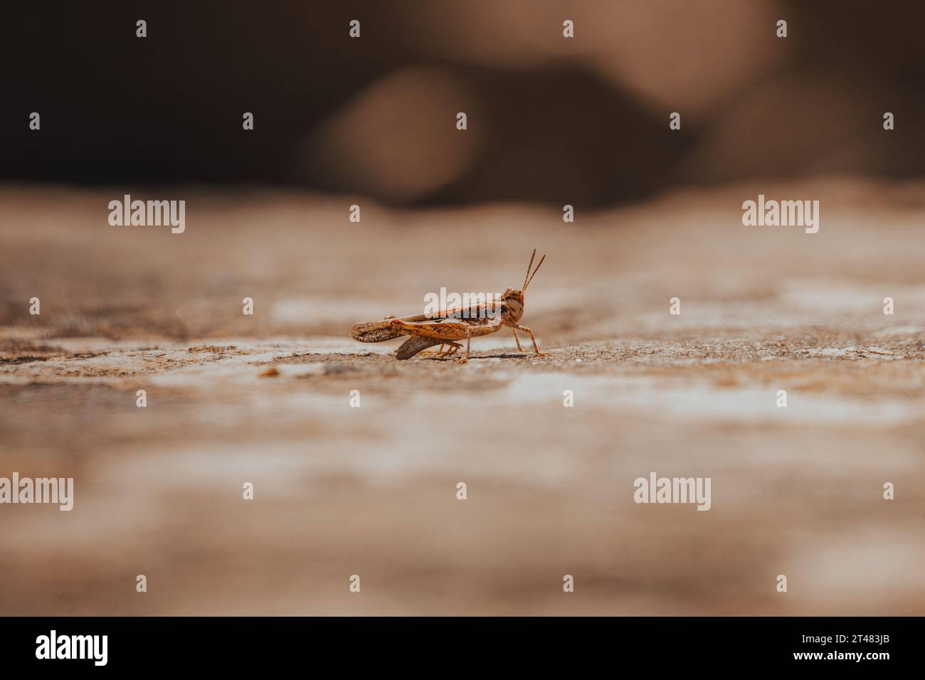 gros plan d'une sauterelle assise sur une pierre de marche dans un site de temple Banque D'Images