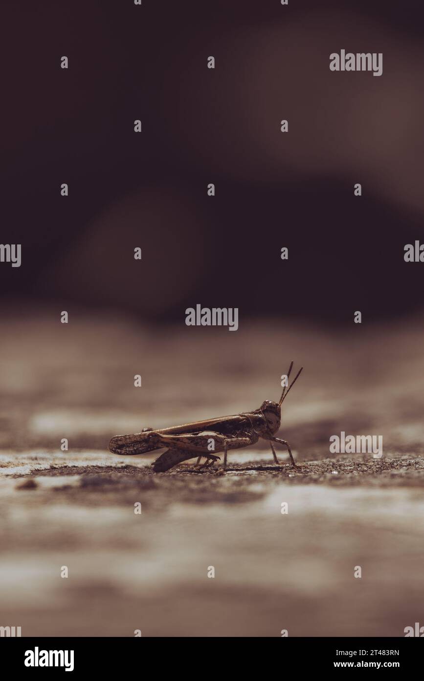 gros plan d'une sauterelle assise sur une pierre de marche dans un site de temple Banque D'Images