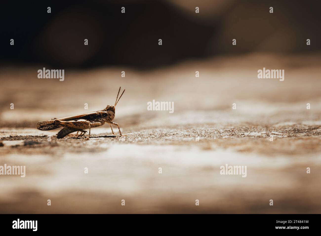 gros plan d'une sauterelle assise sur une pierre de marche dans un site de temple Banque D'Images