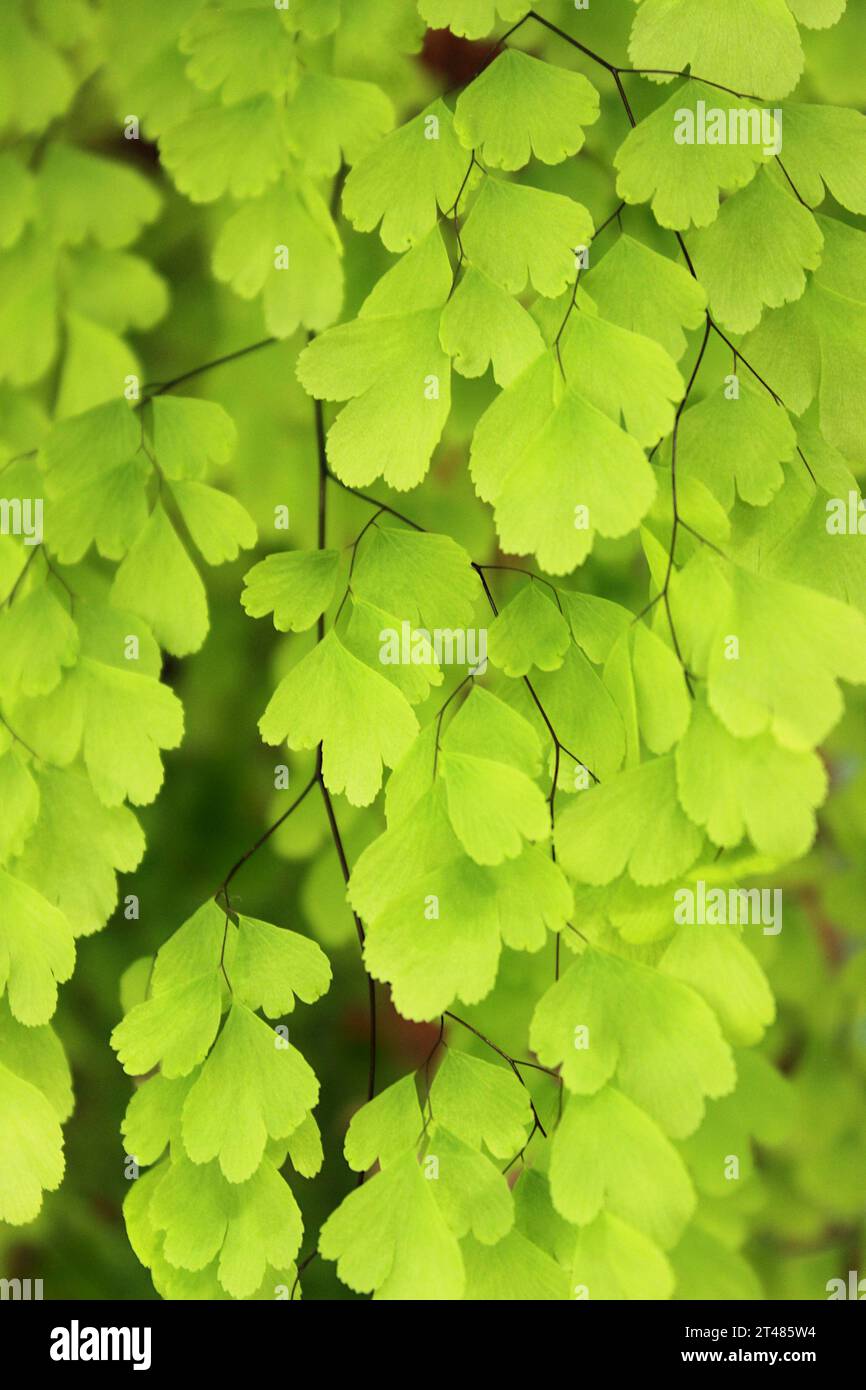 Vue rapprochée du feuillage de la plante Adiantum capillus-veneris, dite maidenhair, Montpellier maidenhair, Vénus Hair, capillaria, Montpellier Banque D'Images