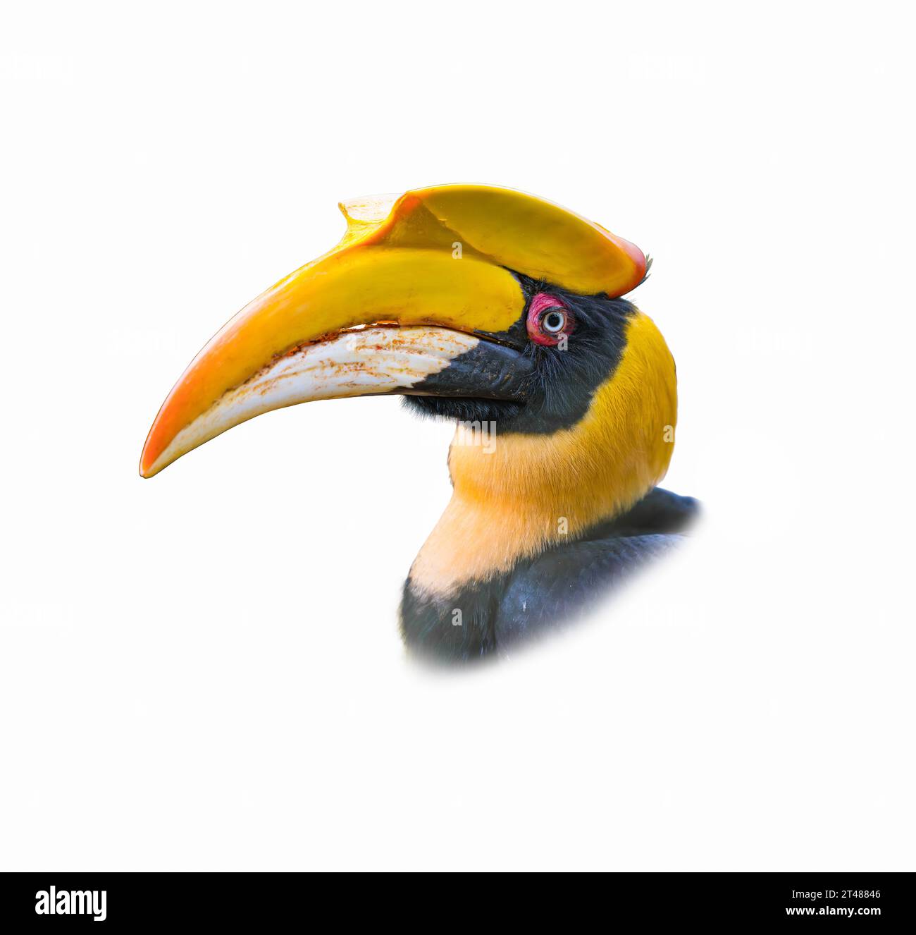 Le gros plan Headshot d'une grande femelle Hornbill isolé sur fond blanc Banque D'Images
