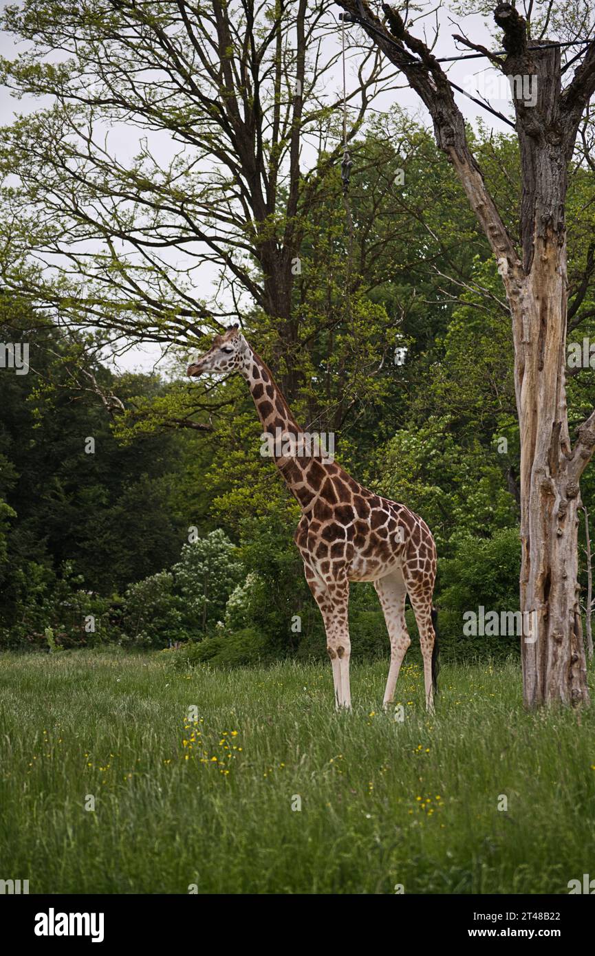 Girafe im Zoo Banque D'Images