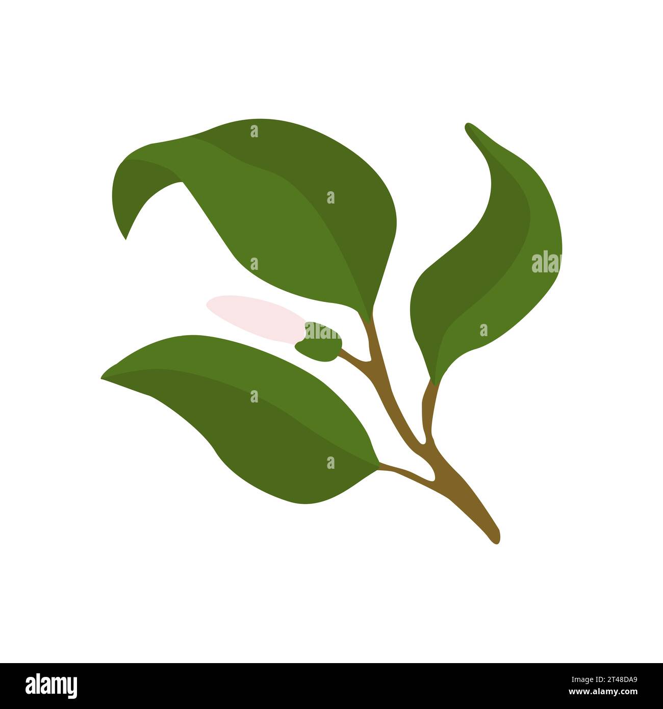 Une branche de citron avec une petite fleur dans un style plat. Illustration vectorielle mise en évidence sur un fond blanc Banque D'Images