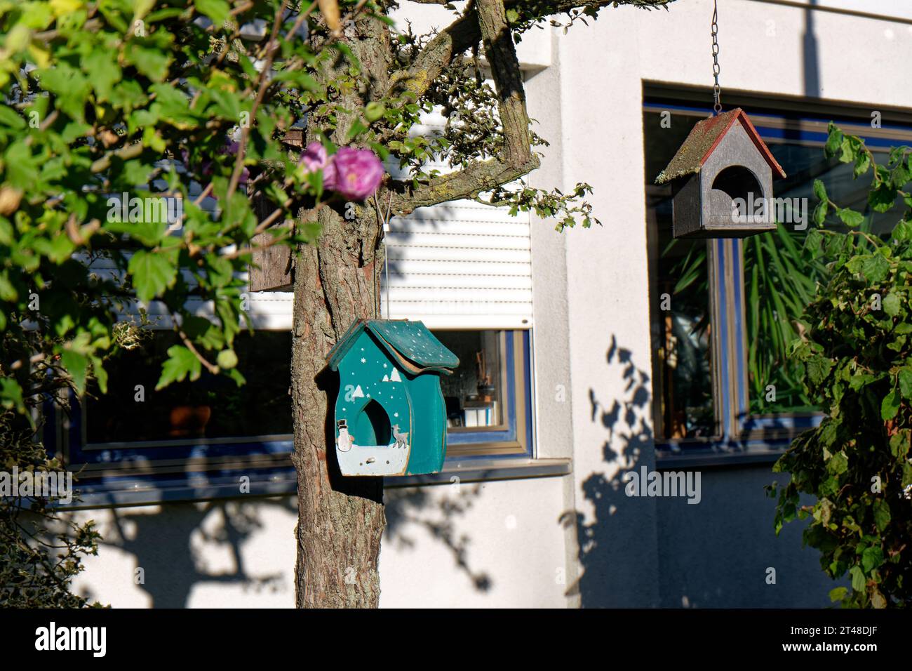 Nature dans la ville : birdhouse sur un arbre dans la cour avant Banque D'Images