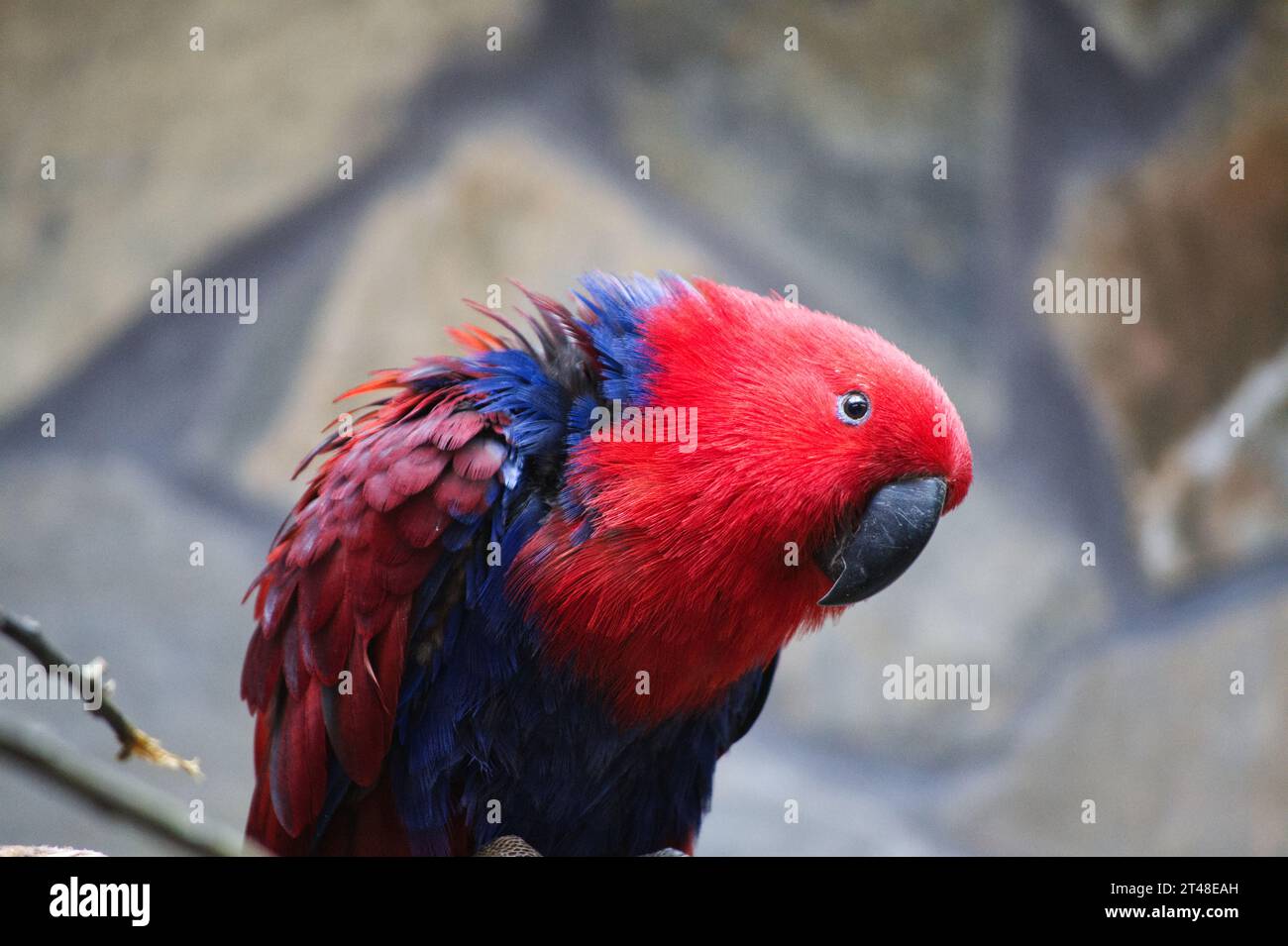 Roter Papagei im Zoo Banque D'Images