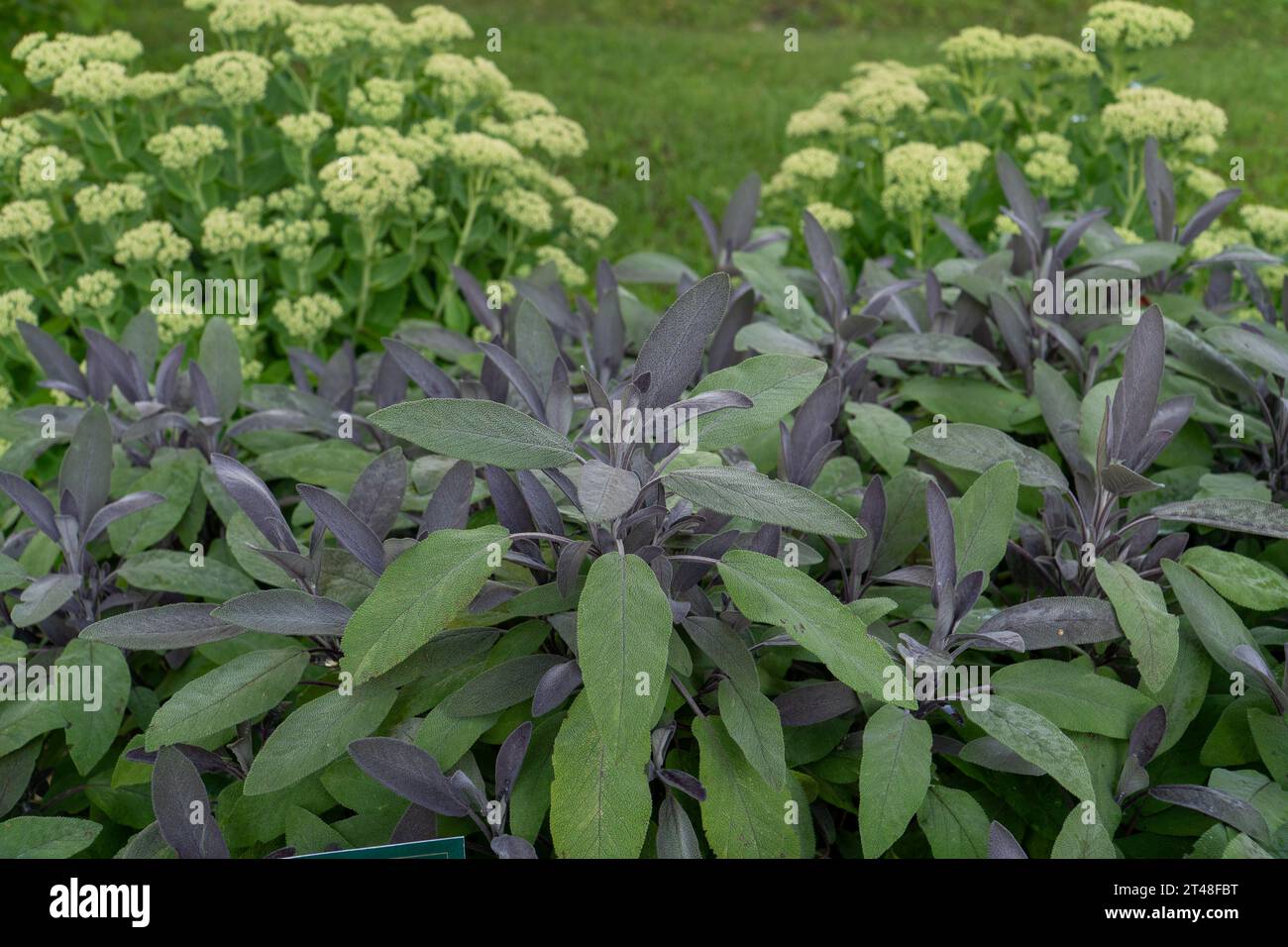Une vue de la plante de sauge de jardin (Salvia) en gros plan. En tant qu'herbe médicinale, la sauge contient des vitamines A et C, ainsi que plusieurs autres antioxydants, wh Banque D'Images