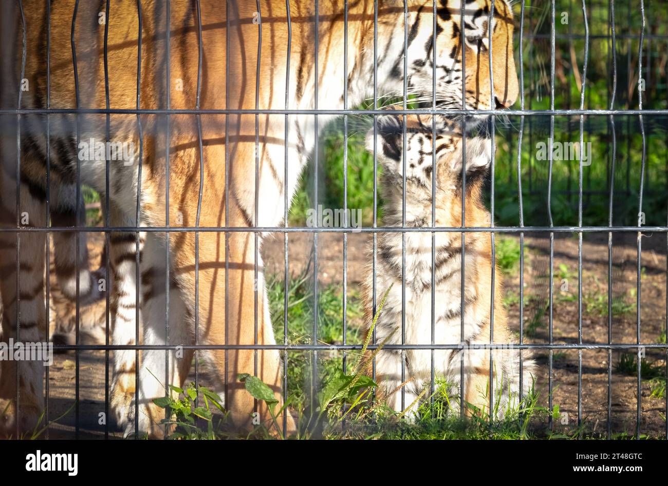 Bébé amour tigre derrière des clôtures, vivant en captivité - été Banque D'Images