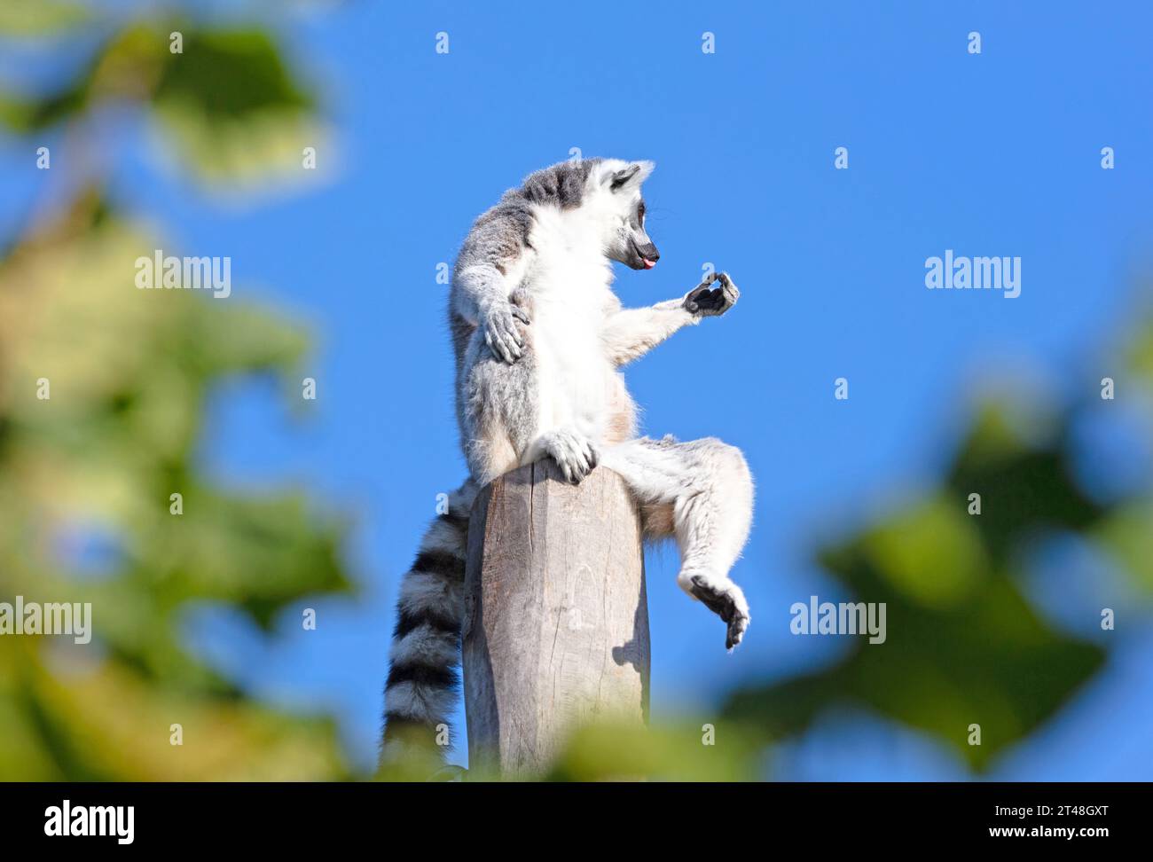 Lemur Catta (Maki) dans son habitat naturel Banque D'Images