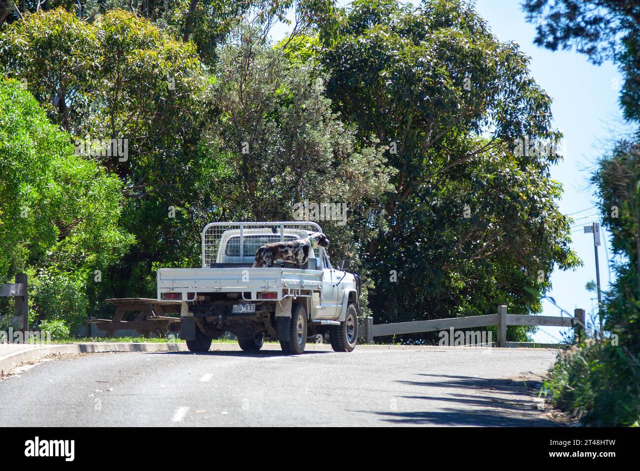 Un chien monte à l'arrière d'un Ute, près de Marlow, Nouvelle-Galles du Sud. Banque D'Images