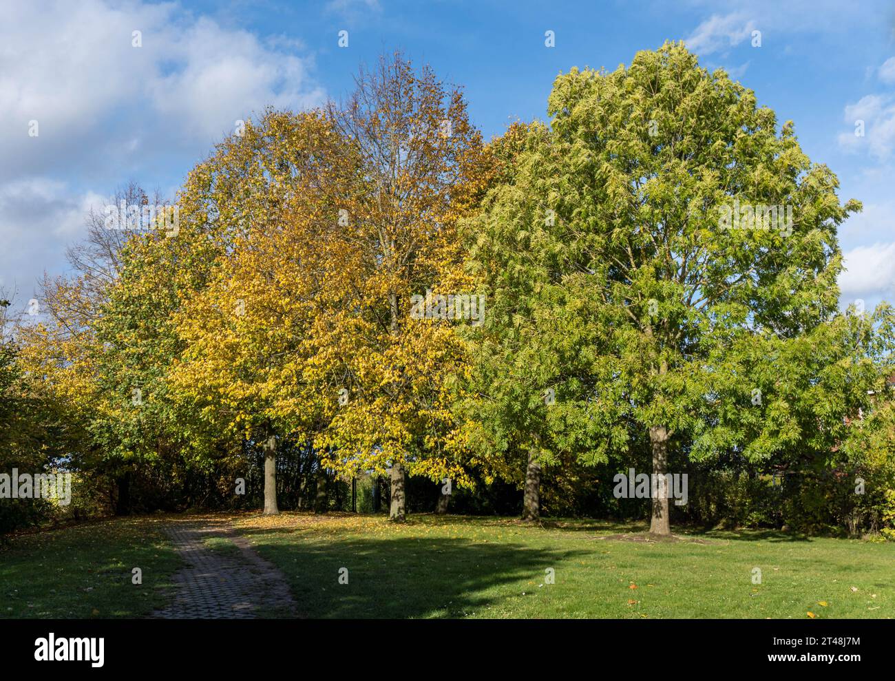 une rangée d'arbres dans un parc présente un feuillage automnal mélangé sous un ciel bleu vif, mélangeant des feuilles vertes et jaunes dorées tout en projetant de longues ombres sur elle Banque D'Images