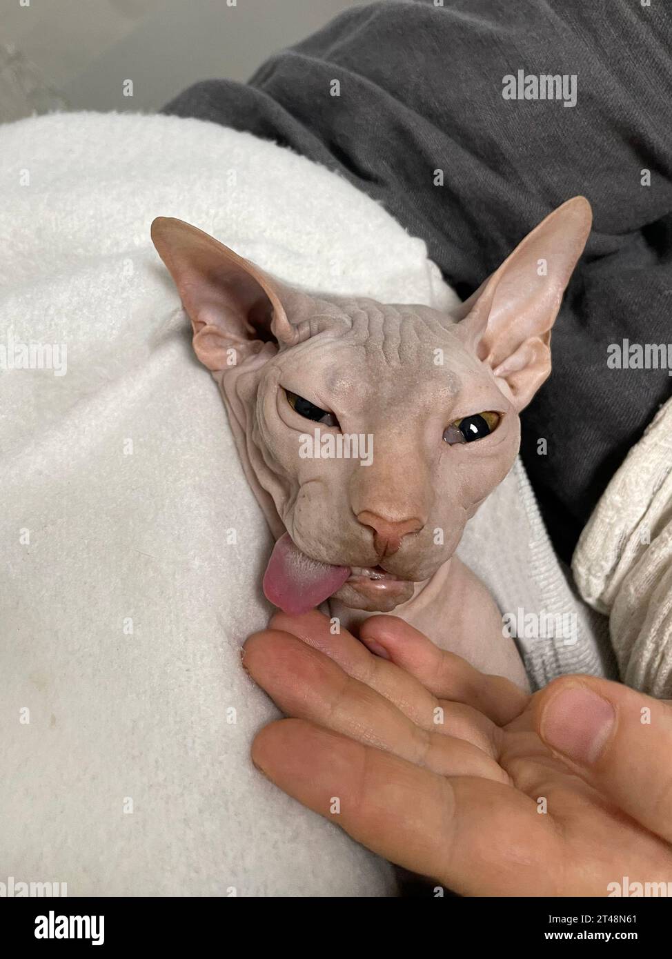 Chat après stérilisation spying. VET et concept animal Banque D'Images