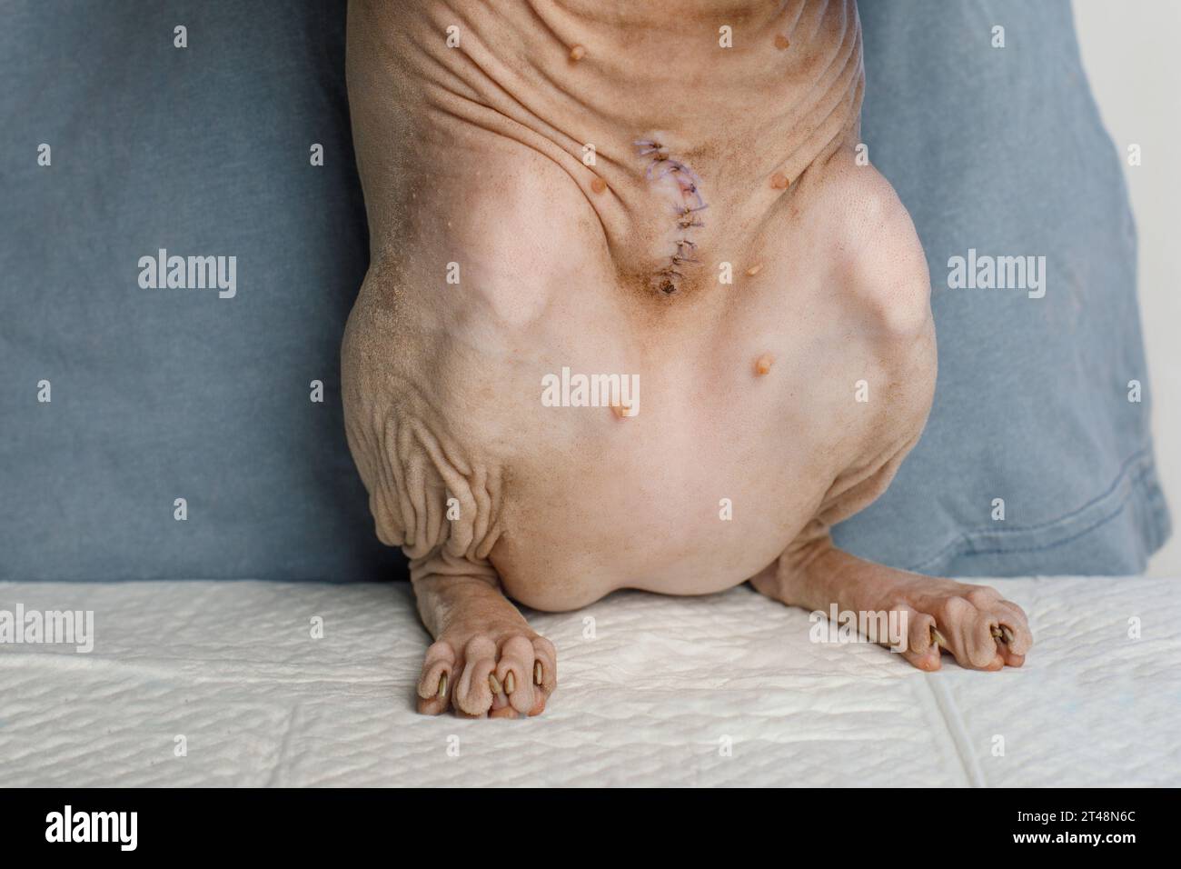 Gros plan de l'estomac du Sphynx canadien. Cicatrice de suture après stérilisation Banque D'Images