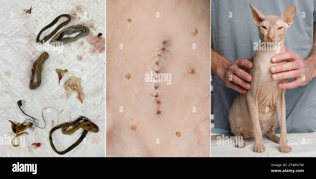 Occlusion intestinale complète. Fil et bandes élastiques de l'estomac et des intestins, suture cicatrice closeup et chat en bonne santé après la récupération Banque D'Images