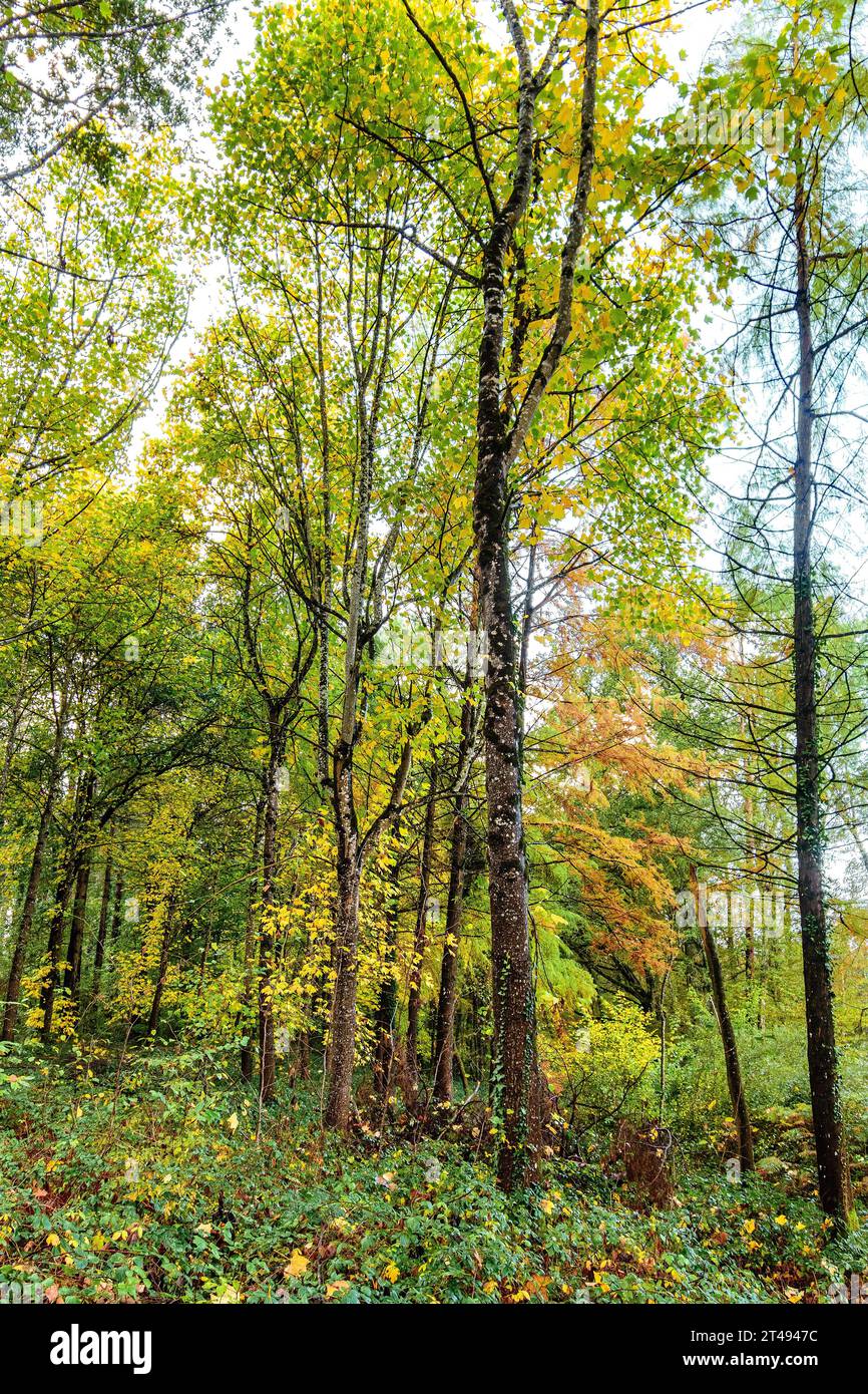 Canopée aérienne de feuilles d'arbres à feuilles caduques changeant de couleur en automne - la Ribaloche, Indre-et-Loire (37), France. Banque D'Images