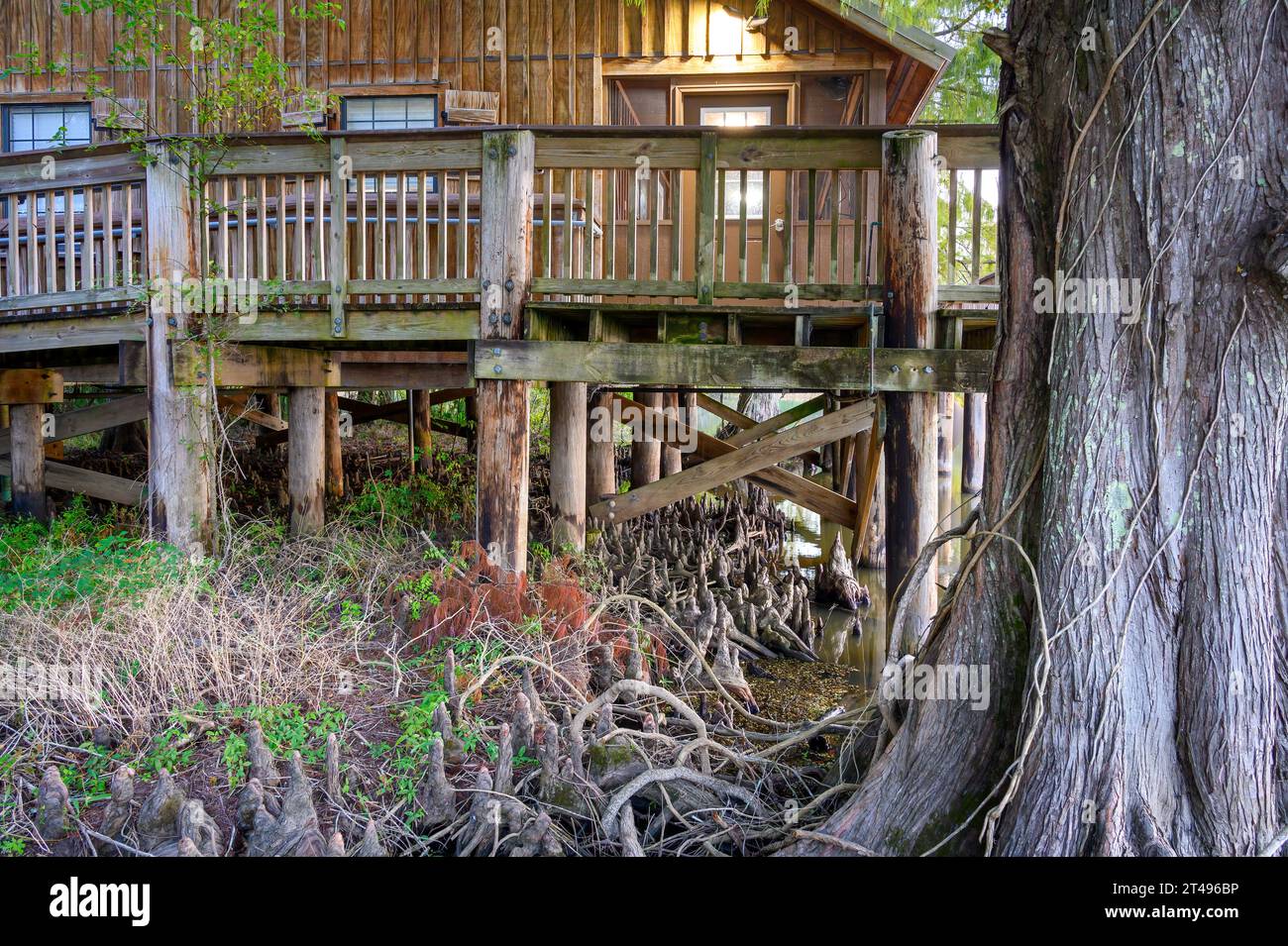 LAKE FAUSSE POINTE STATE PARK, LA, USA - 26 OCTOBRE 2023 : Grand cyprès chauve et une abondance de genoux de cyprès sous une cabane le long de l'Atchafalaya Banque D'Images