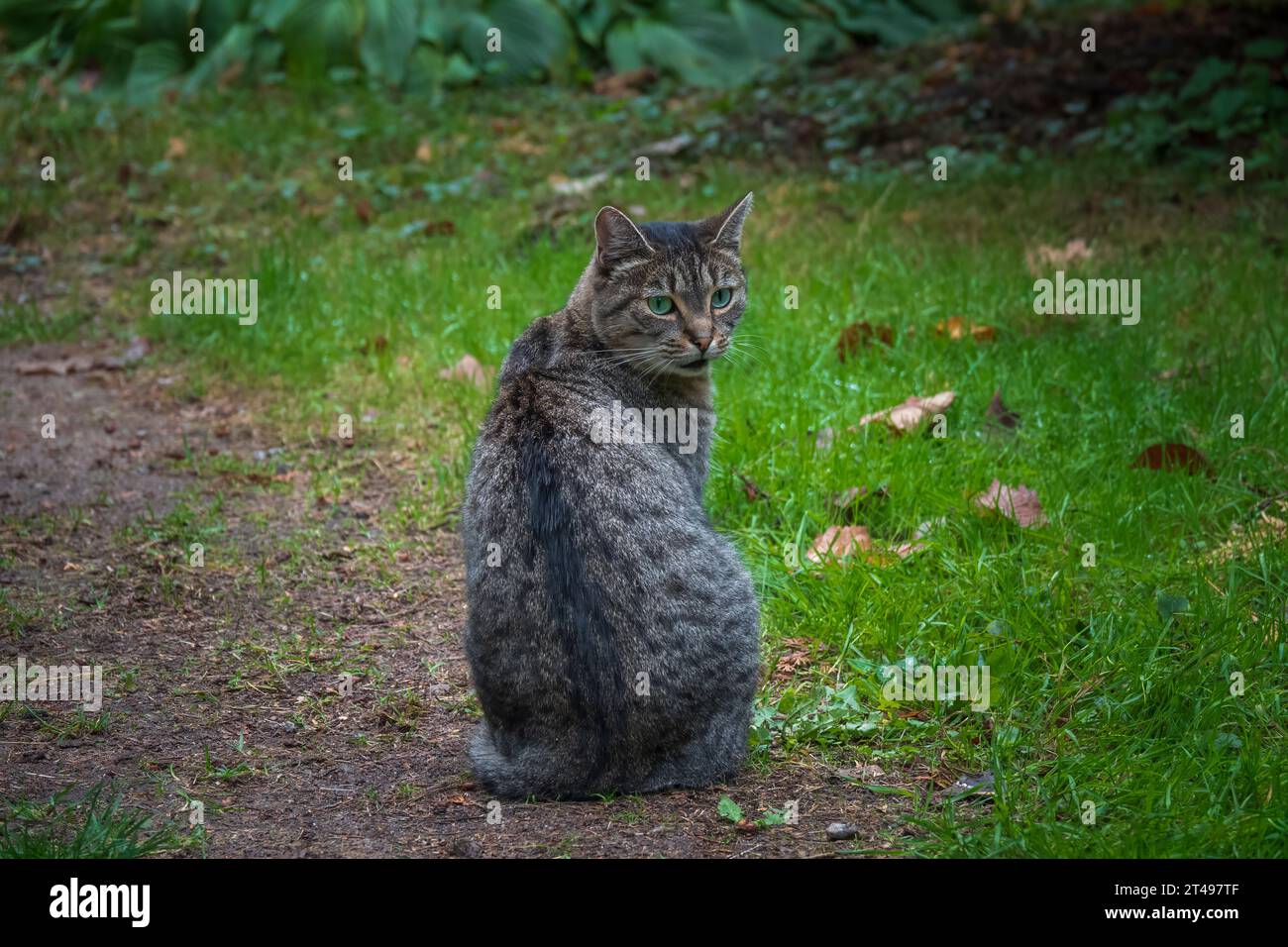 Chat gris sur la voie du parc. Animal domestique commun Banque D'Images