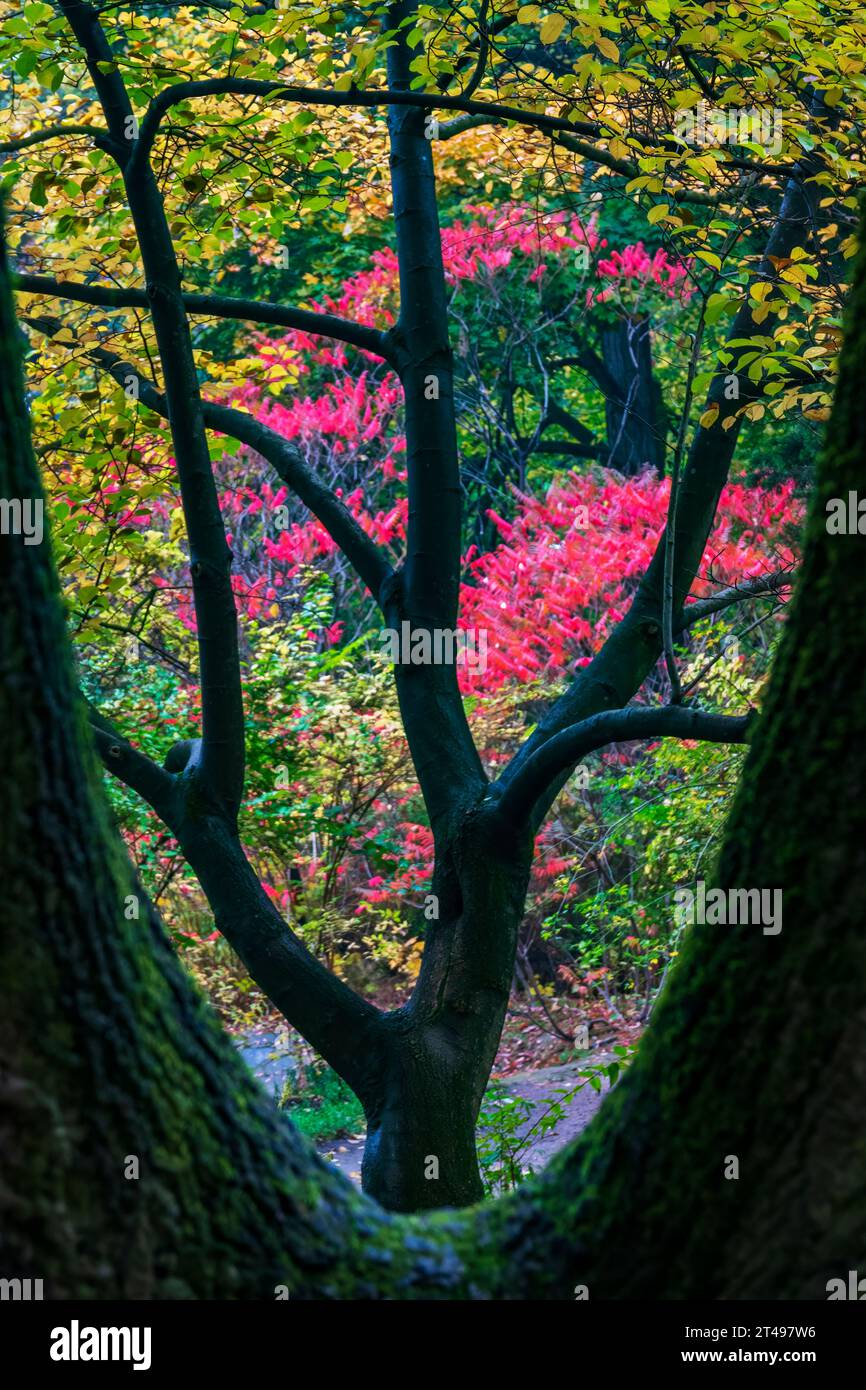 Jardin d'automne japonais coloré. Vue créative à travers le creux de l'arbre Banque D'Images