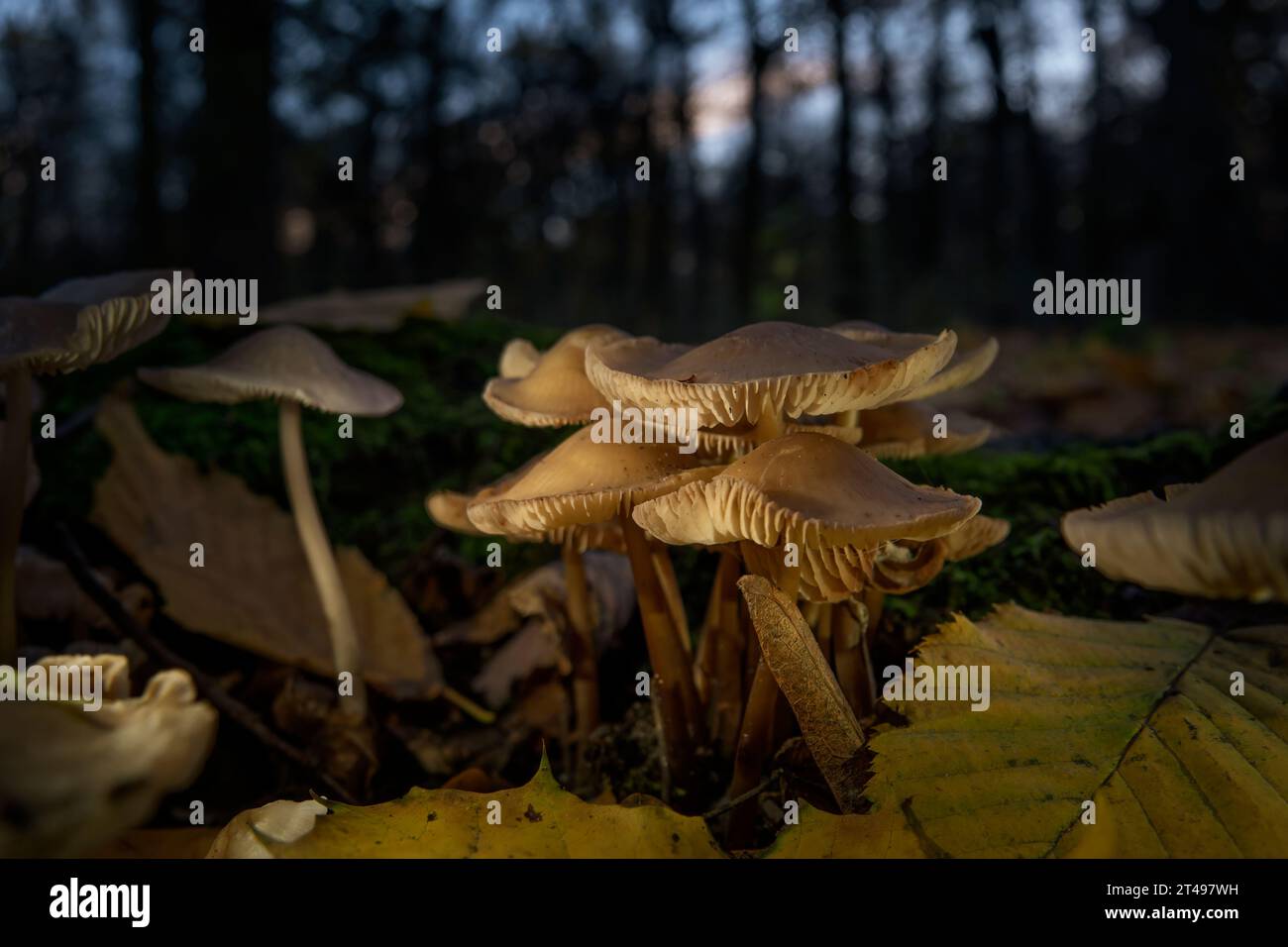 Récolte de champignons dans la forêt d'automne du soir. Banque D'Images