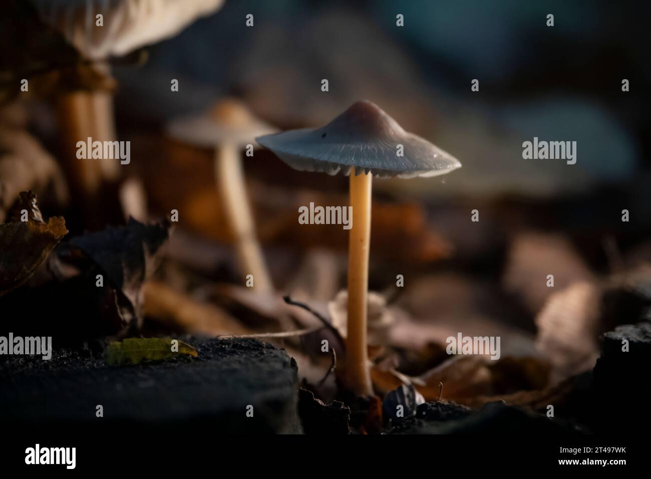 Petit champignon dans la forêt d'automne. Macro photo, mise au point sélective Banque D'Images