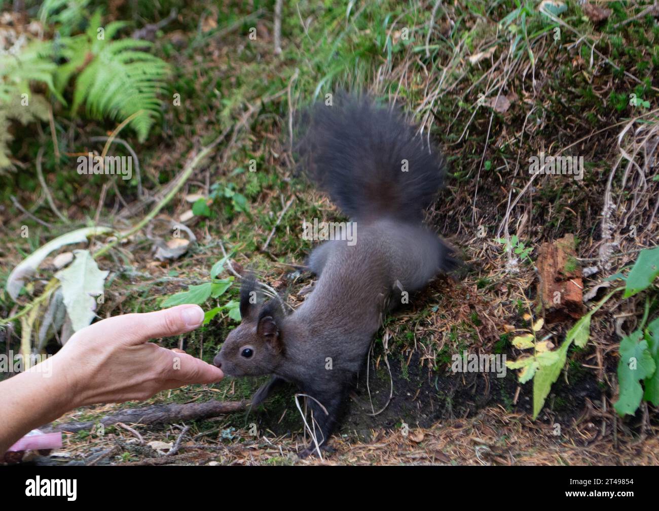 Les écureuils qui nourrissent à la main à Bad Gastein, Autriche Banque D'Images