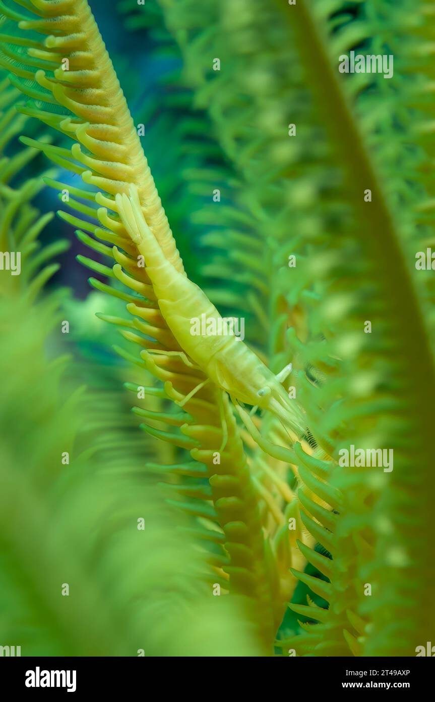 (Crinoïdes) Cornu (crevette Periclimenes amboinensis) est l'exploration sur une mer lily (crinoïde), Panglao, Philippines Banque D'Images