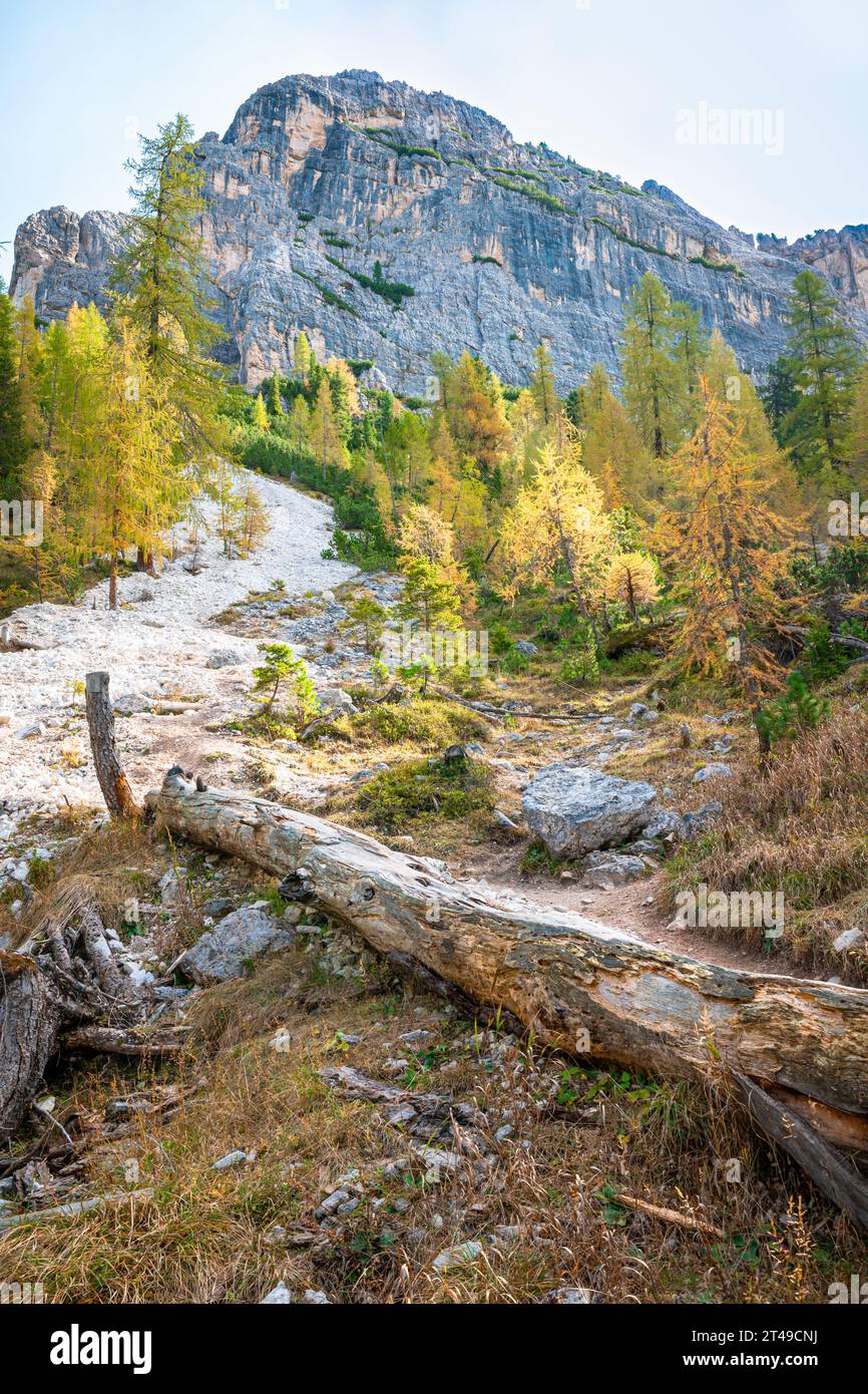 Image spectaculaire du paysage d'un arbre tombé et de mélèzes dorés sur un flanc de montagne dans les Dolomites, Italie. Banque D'Images
