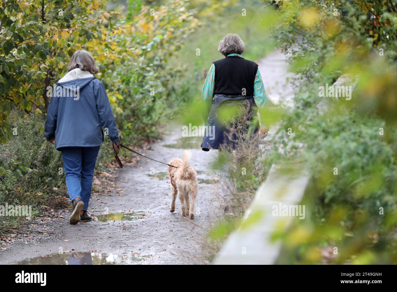 Berlin, Deutschland, 29.10.2023 : Zwei Frauen gehen mit einem Hund Gassi *** Berlin, Allemagne. , . Deux femmes promenant un chien Copyright : xdtsxNachrichtenagenturx dts 25092 crédit : Imago/Alamy Live News Banque D'Images