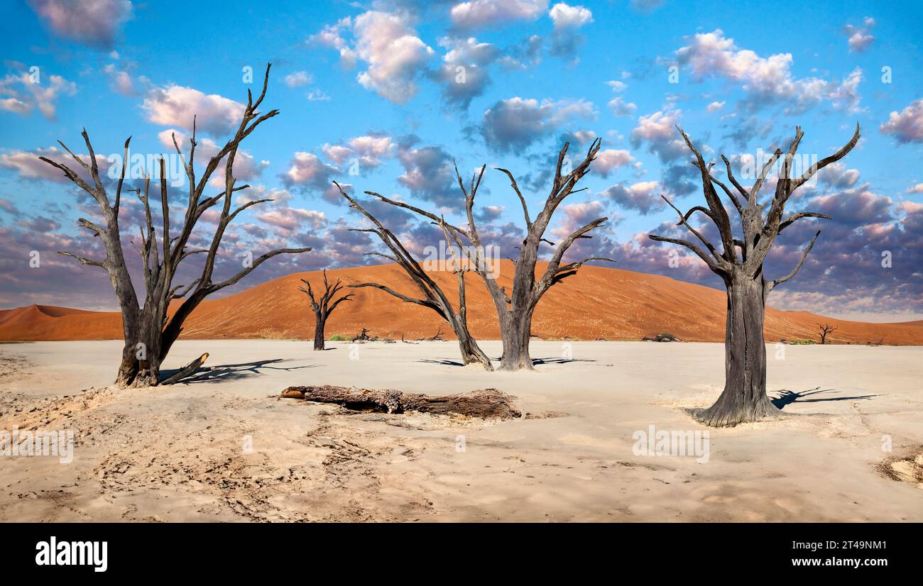 Les arbres pétrifiés de Dead Vlei dans le désert du Namib près de Sossusvlei en Namibie. Banque D'Images