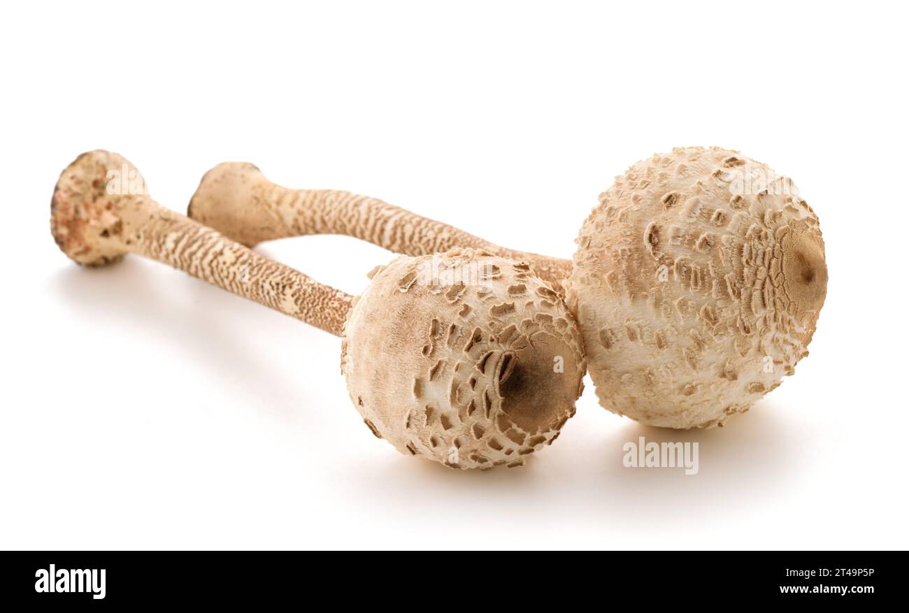 Champignons parasol isolés sur fond blanc Banque D'Images