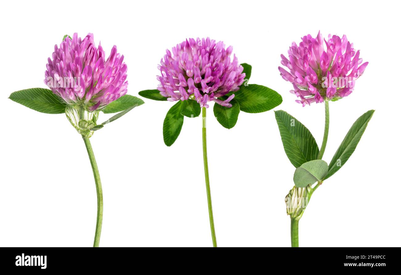 Fleurs de trèfle isolées sur fond blanc Banque D'Images