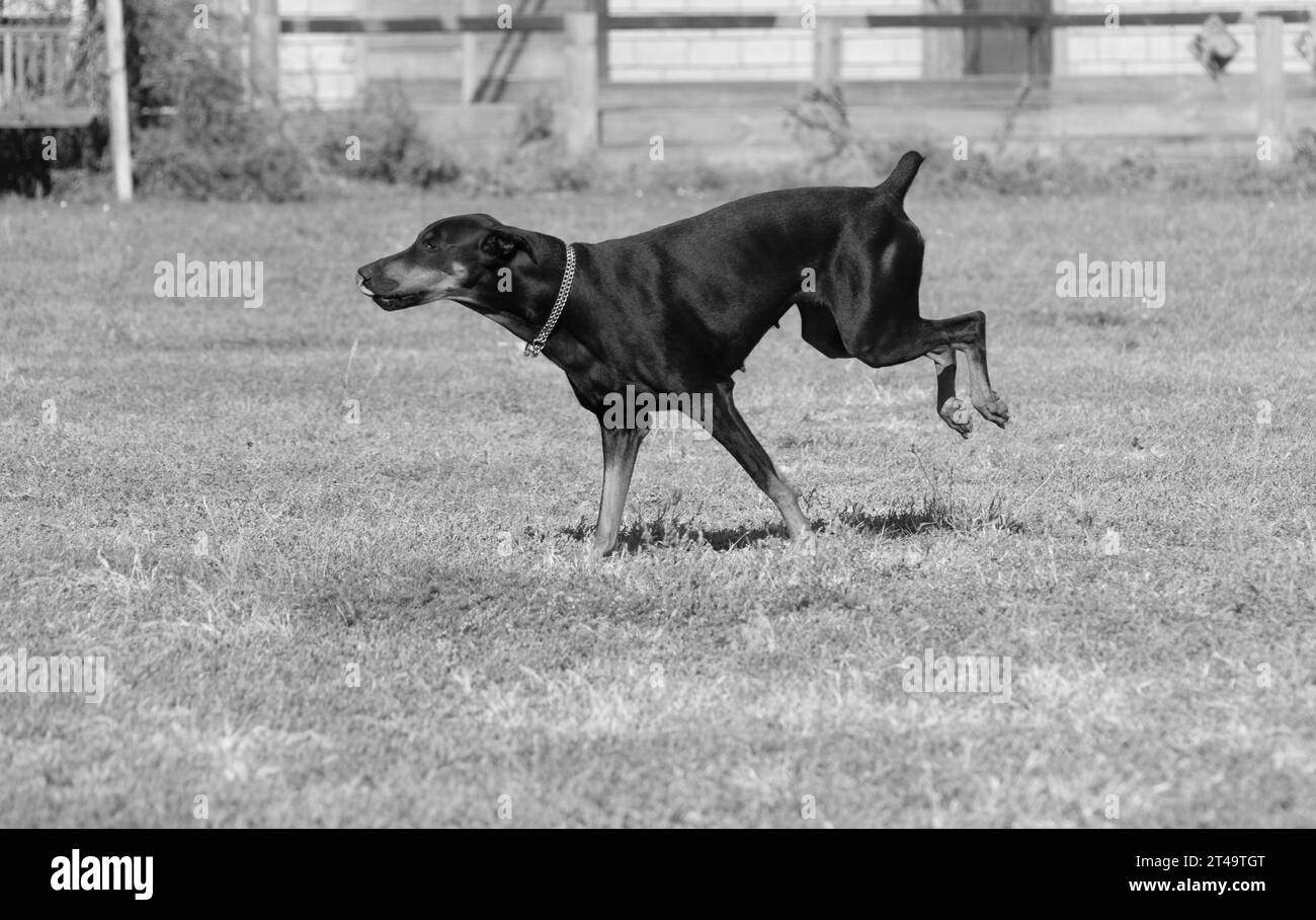 Doberman Pinscher dehors au parc. belle femelle dobie dehors au coucher du soleil. Petits épis de récolte avec chaîne. Noir et rouille, chien brun dehors. le faire de race pure Banque D'Images